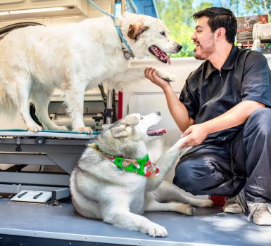 mobile pet grooming Miami beach