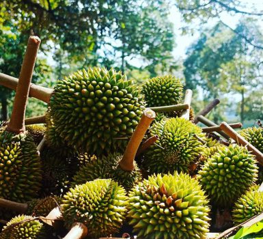 durian delivery singapore
