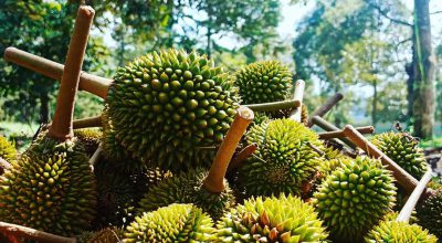 durian delivery singapore