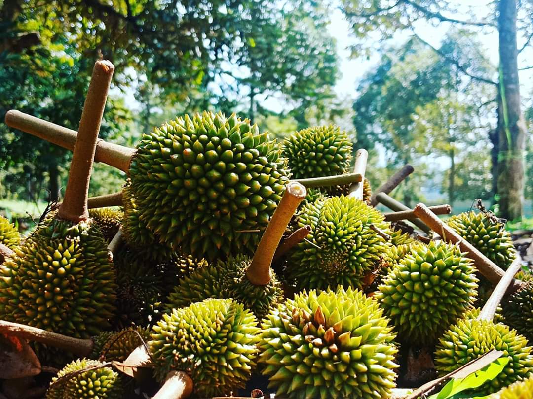 durian delivery singapore